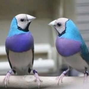 Blue Lady Gouldian Finch