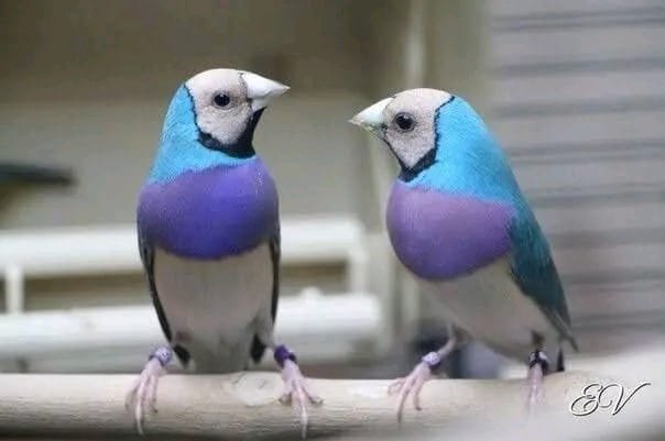 Blue Lady Gouldian Finch