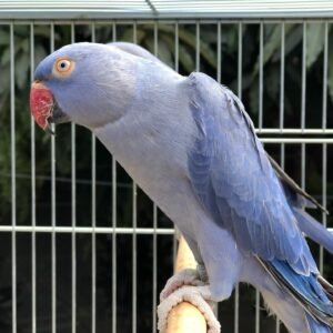 Violet Indian Ringneck