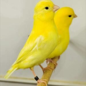 Yellow Canary
