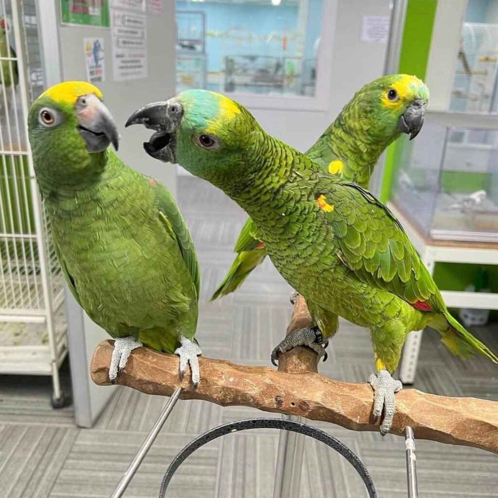 Amazon Parrot