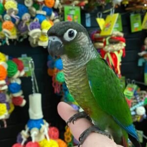 Green cheek conure
