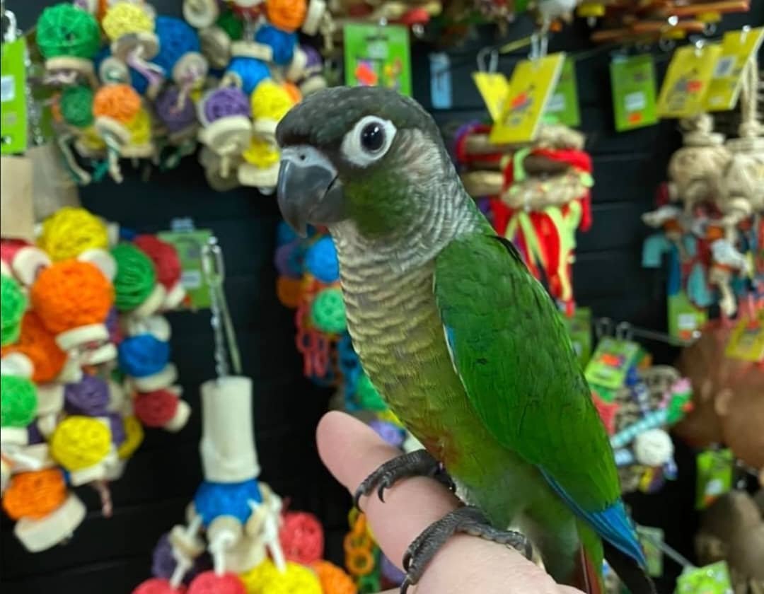 Green cheek conure