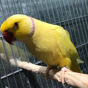 lutino Indian Ringneck