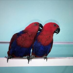 Eclectus parakeet