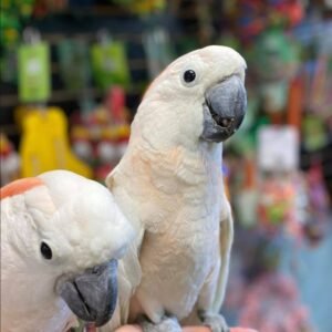 Moluccan Cockatoo