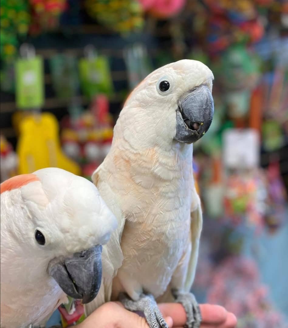Moluccan Cockatoo