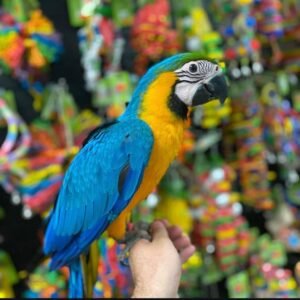 BLUE& GOLD MACAW