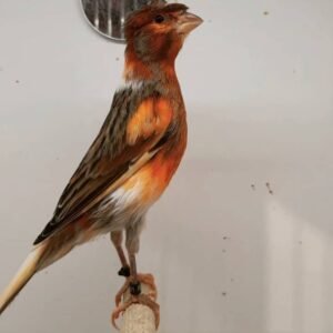 Portuguese Harlequins canary