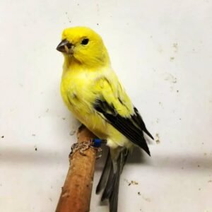 London Fancy Canary