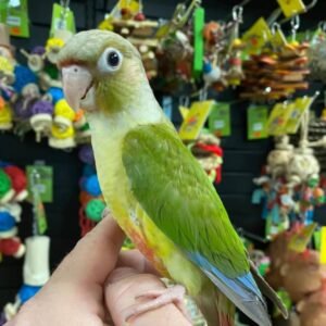 CINNAMON GREEN CHEEK CONURE