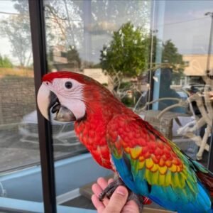 TROPICANA MACAW HYBRID