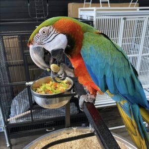 HARLEQUIN MACAW HYBRID