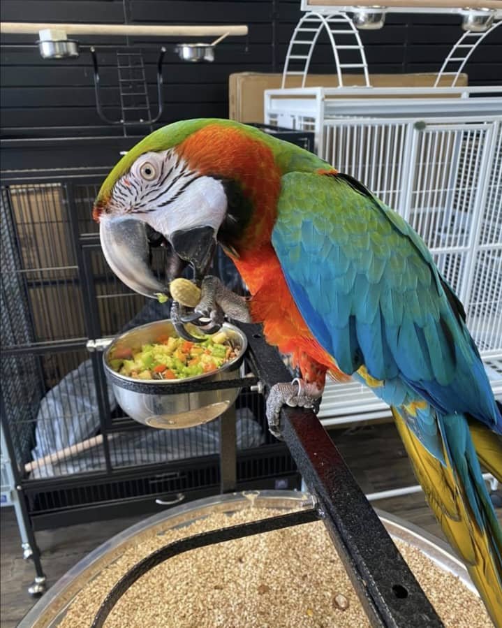 HARLEQUIN MACAW HYBRID