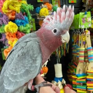 ROSE BREASTED COCKATOO