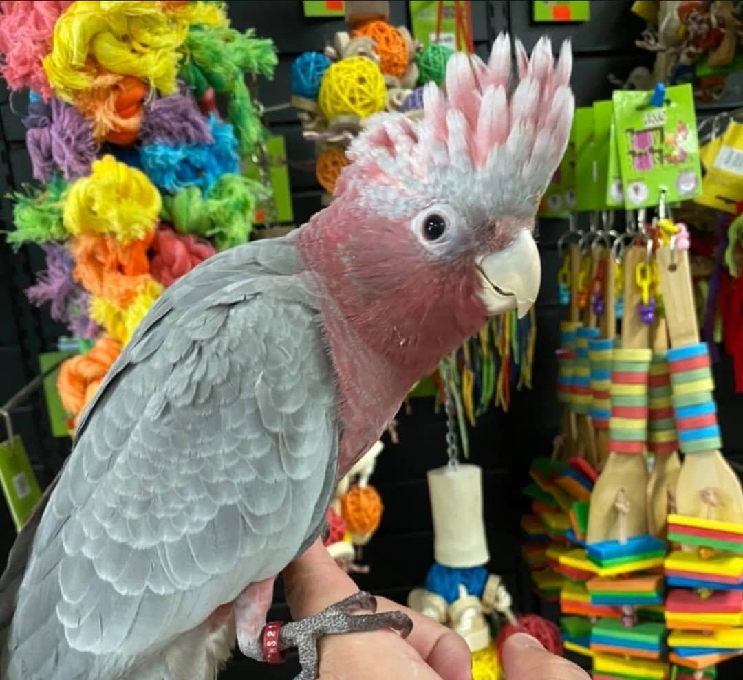 ROSE BREASTED COCKATOO