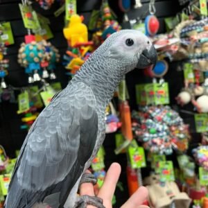 AFRICAN GREY CONGO