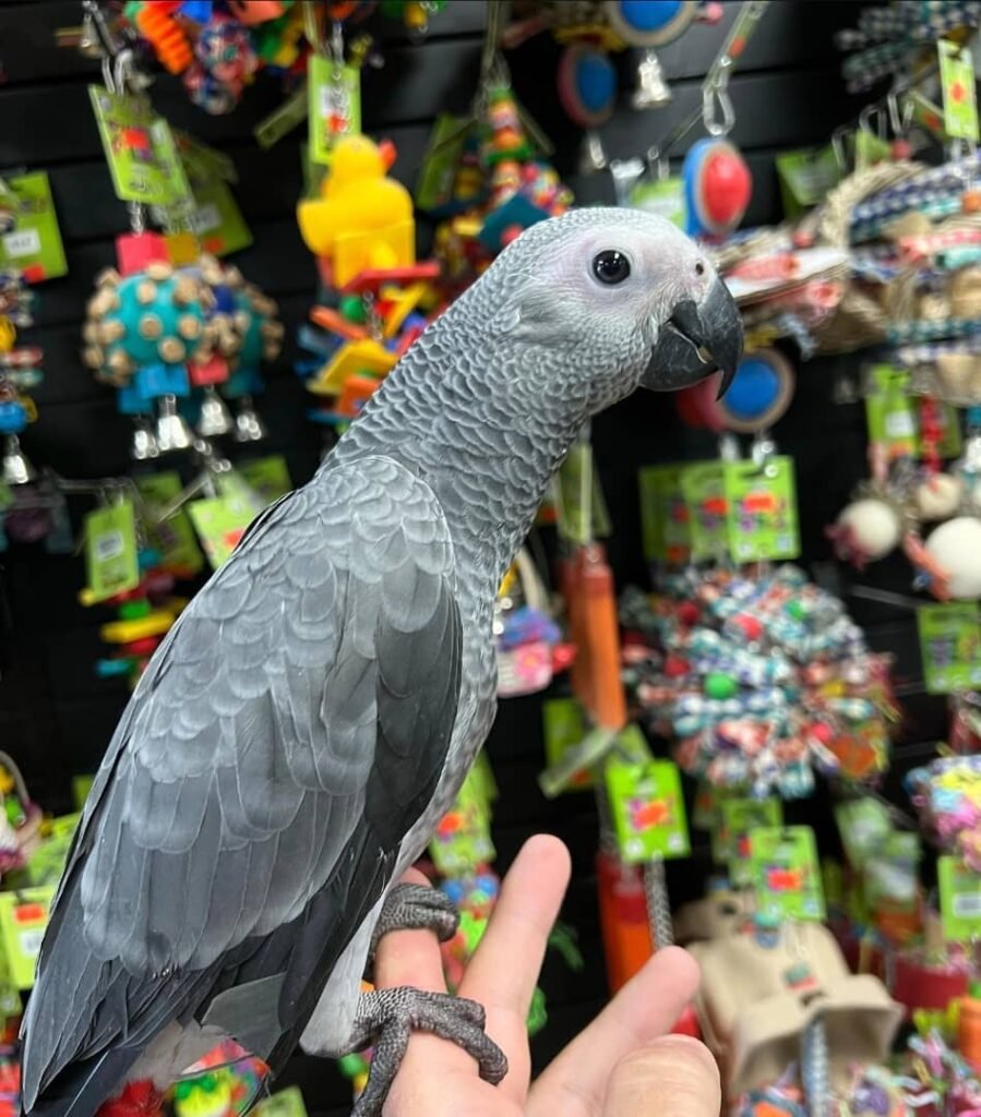 AFRICAN GREY CONGO