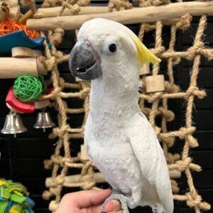 SUNBRELLA COCKATOO