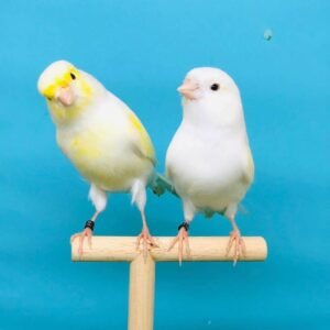 YELLOW MOSAIC CANARY