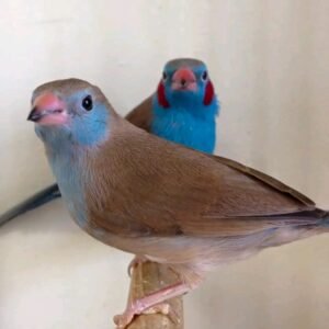 RED CHEEK CORDON BLUE FINCHES