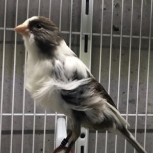 Parisian Frill Canary