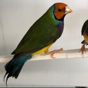 Finches Gouldian for Sale