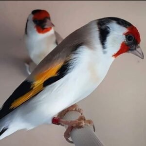 SIBERIAN GOLDFINCHES
