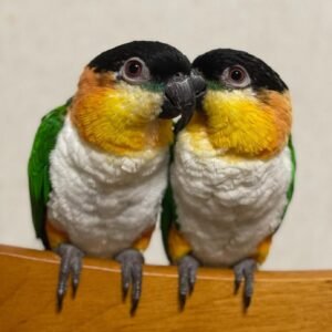 CAIQUE PARROTS