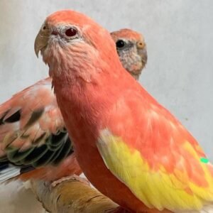 Bourke Parrot