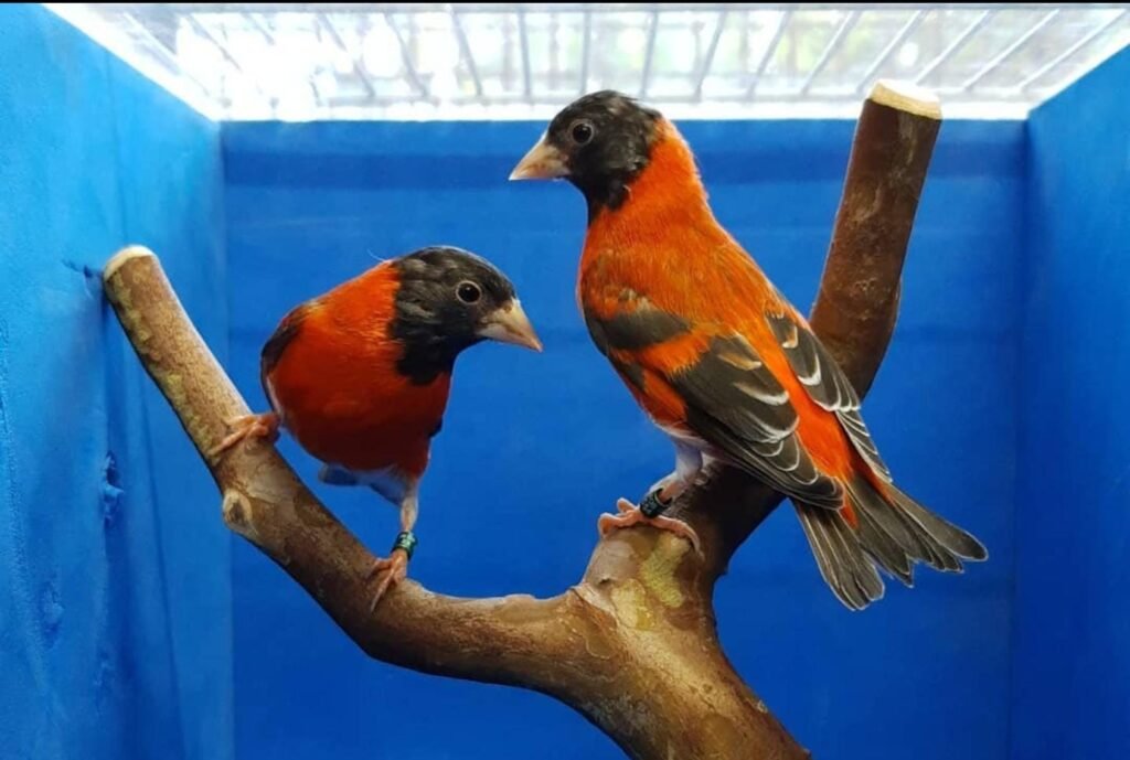 black hooded red siskins