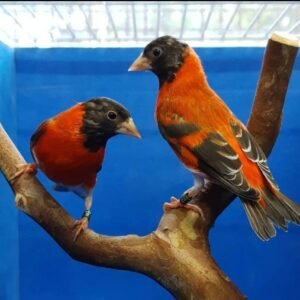 black hooded red siskins