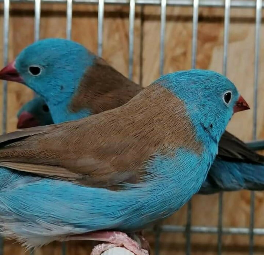 BLUE CAP CORDON BLUE FINCHES