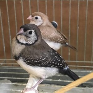 OWL FINCHES