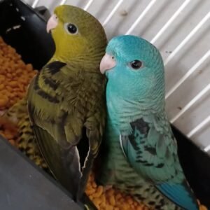 LINEOLATED PARAKEETS