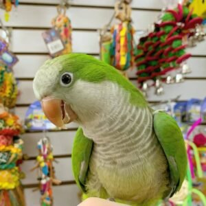 Quaker parrot