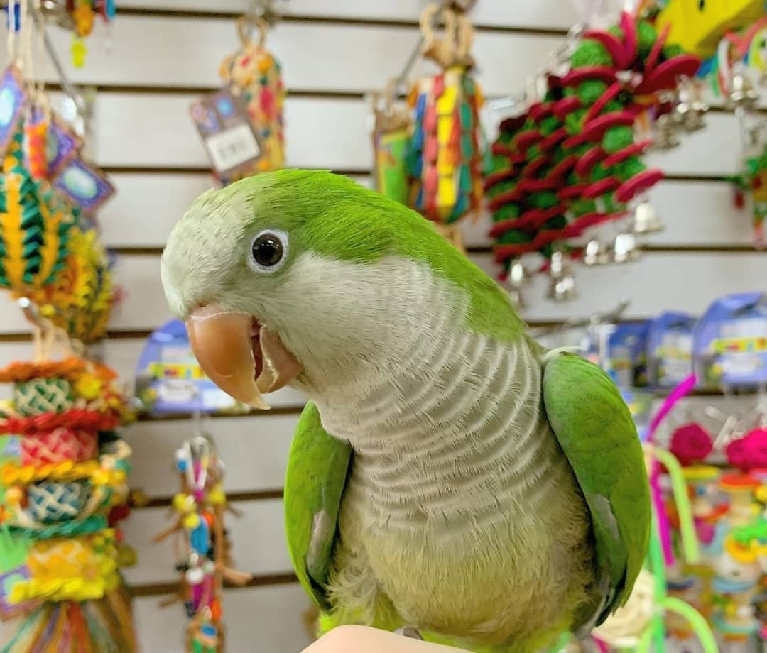 Quaker parrot